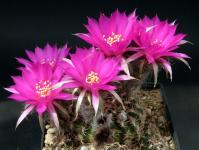 Thumbnail of 1460_Lobivia cardenasiana_20120710(1).jpg